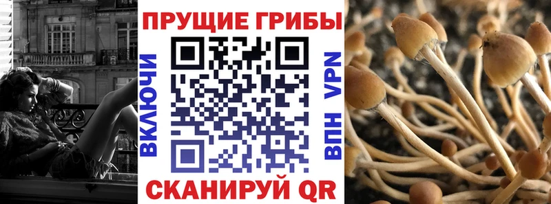 Галлюциногенные грибы Psilocybine cubensis  Усмань 